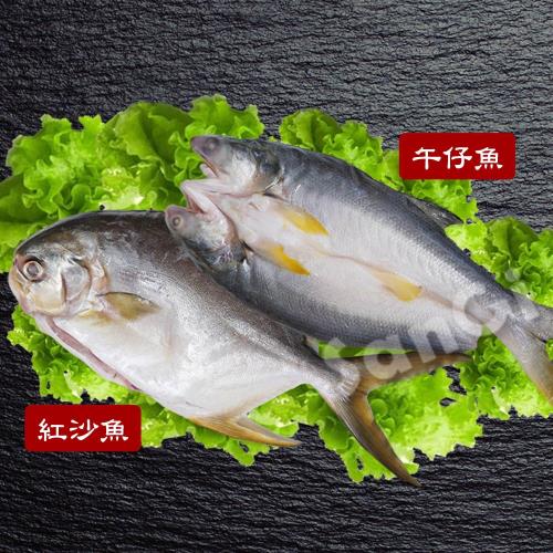 【賣魚的家】鮮嫩整尾午仔魚/紅沙魚任選5尾組