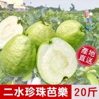 阿旺芭樂-二水產地現採直銷-濁水溪珍珠芭樂-送禮自吃首選水果禮盒20台斤(二箱)
