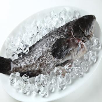 【華得水產】特大青斑石斑魚4尾(500-600g/尾)