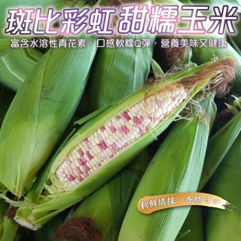 果農直配-斑比彩虹甜糯玉米(15-17支/約10斤±10%含箱重)