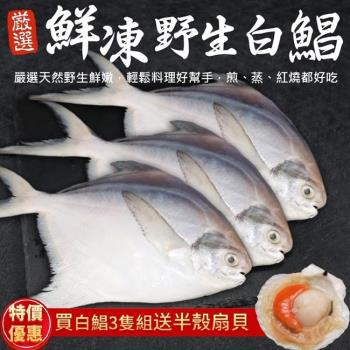 漁村鮮海-鮮嫩野生白鯧魚共3尾(約220-280g/尾)【送扇貝】