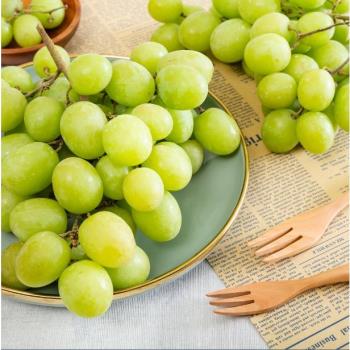 【買1送1】專業農頂級脆甜進口綠無籽葡萄