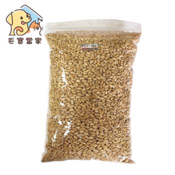 (毛寶當家)貓草種子600g 不含盆栽 小麥種子 促進腸胃蠕動 澳洲進口貓草種子