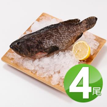 【華得水產】龍虎班石斑魚4尾(500-600g/尾)