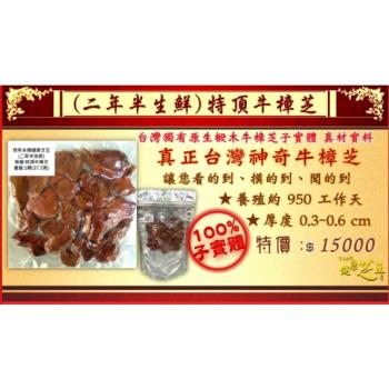 【百年永續健康芝王】牛樟芝/菇 (二年半特頂) 生鮮品 (37.5g /1兩)