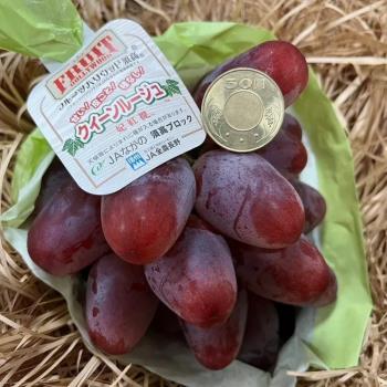 【RealShop 真食材本舖】日本長野妃紅提 紅葡萄禮盒 單串裝 每盒約550g±10% (當季水果)