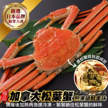 海肉管家-日本品牌加拿大熟凍松葉蟹-整隻(350-500g/隻)