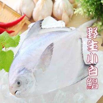 【海之醇】野生捕撈白鯧魚-5包10隻組(350g±10%/包/2尾)