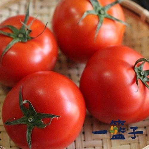 [一籃子]新社牛番茄5斤