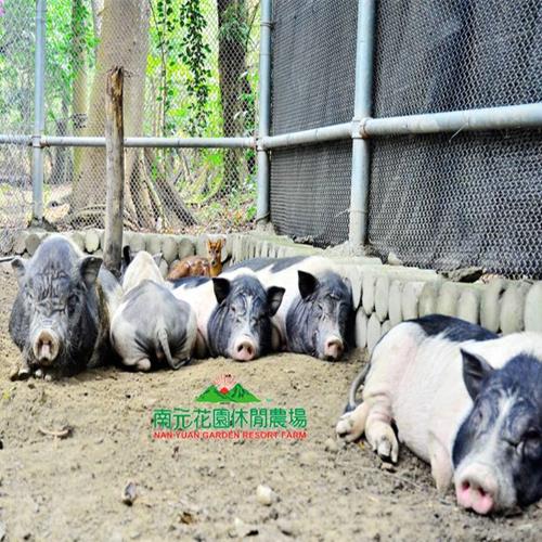 假日不加價 台南南元花園休閒農場 門票乙張 玩樂票券 Her森森購物網