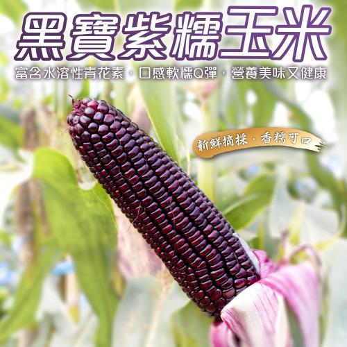 果農直配-嚴選黑寶紫糯水果玉米(10斤±10%/含箱重)