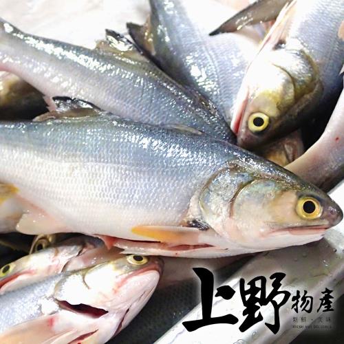 【上野物產】 台灣鮮嫩肥美午仔魚（550g±10%/隻）x2隻
