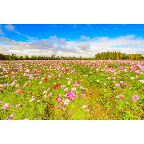 桃園賞花盛事花彩節一日遊-台中出發