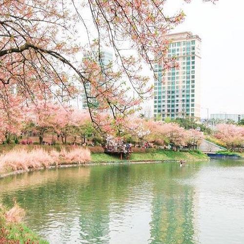 櫻紛韓國賞櫻勝地.石湖村.慶熙大學.春川三岳山湖水五日