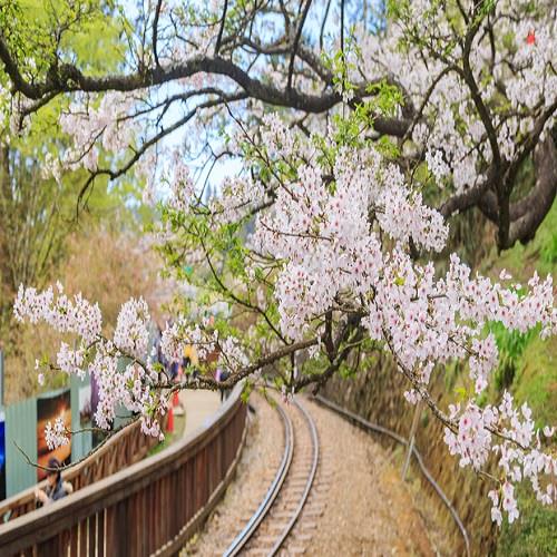 台南.高雄出發~阿里山櫻花季.森林步道.佐登妮絲城堡.隙頂觀景台.用九柑仔店.菁寮老街二日(四人一室)-單人券23TKCYISAK【雄獅旅遊】