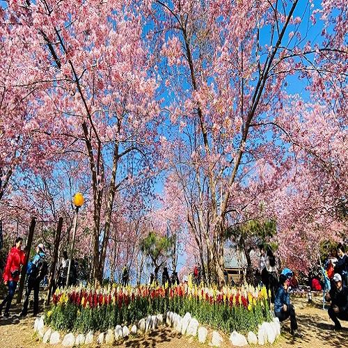 台中出發~桃園【春季賞櫻】粉紅櫻花恩愛農場.義興吊橋.銅鑼炮仗花海.石門福華二日(2人一室)-單人券22TXGTANN4【雄獅旅遊】